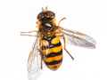 Eupeodes latifasciatus